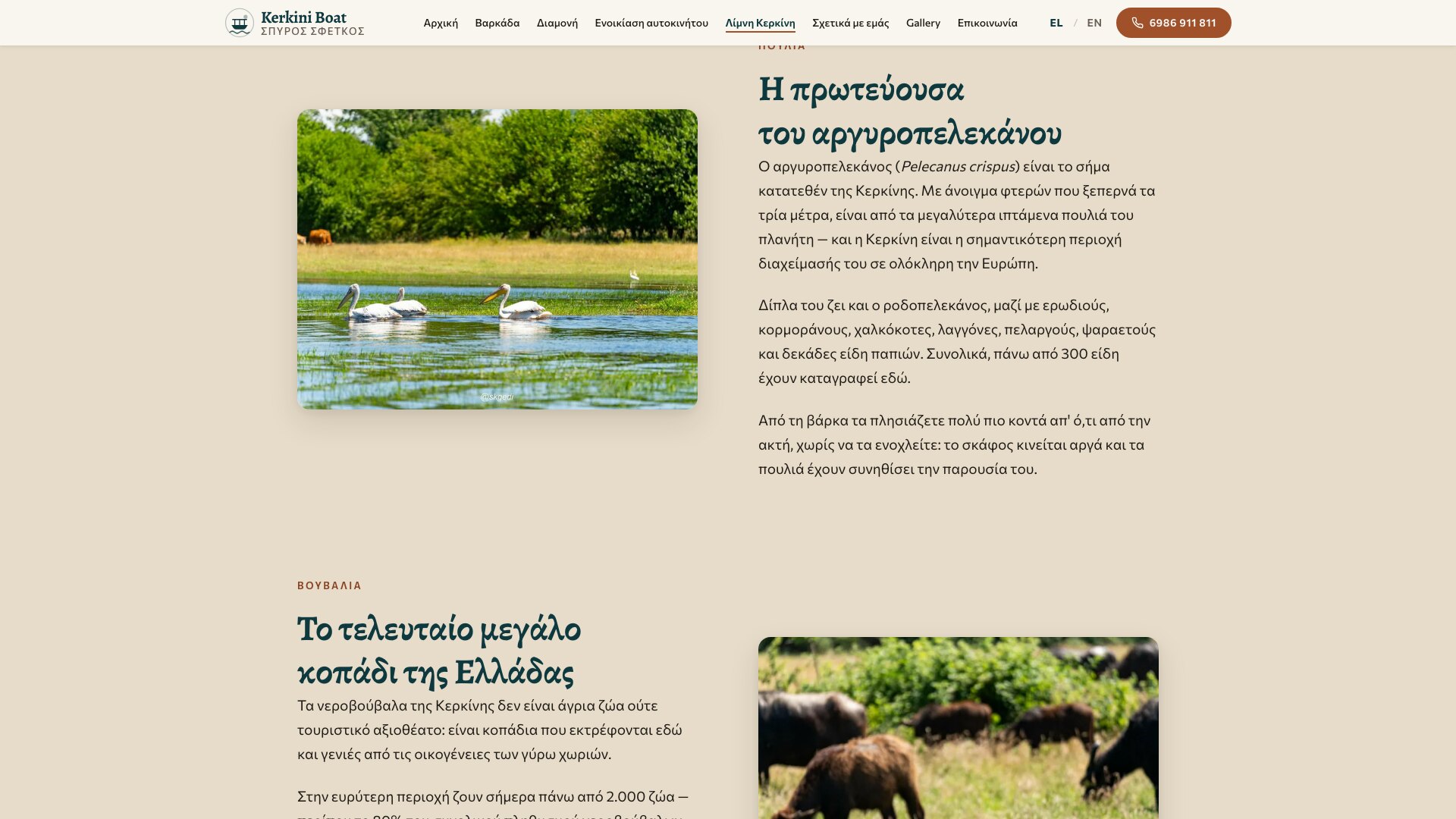 Una fotografía de dos pelícanos ceñudos en las aguas someras junto a un texto sobre la especie, y debajo una manada de búfalos de agua pastando en el lago.